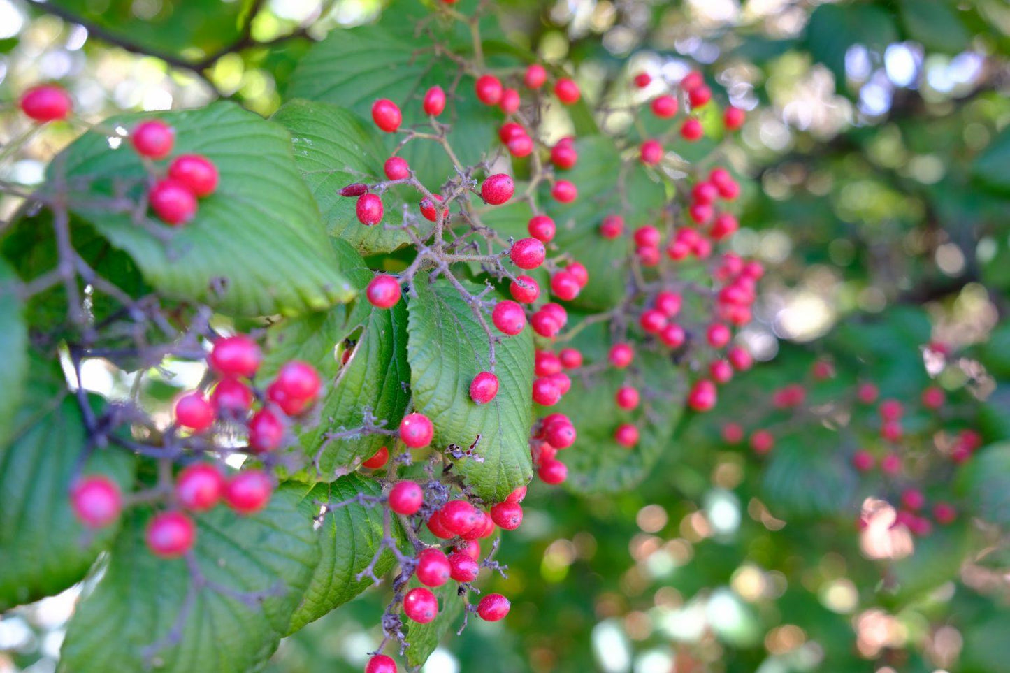 Viburnum Dilatatum 'asian Beauty' - View 13 from www redcrocus com