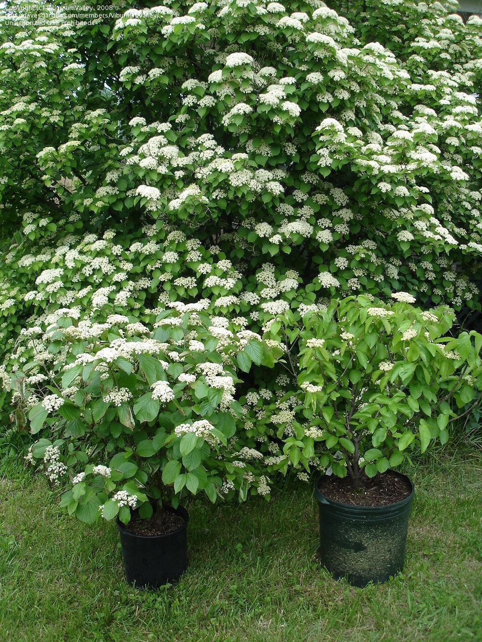 Viburnum Dilatatum 'asian Beauty' - View 14 from www redcrocus com