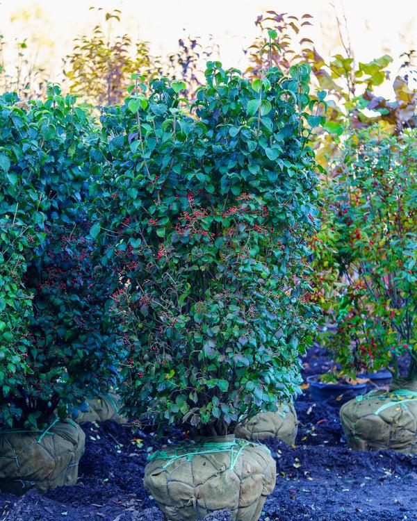 Viburnum Dilatatum 'asian Beauty' - View 19 from www redcrocus com