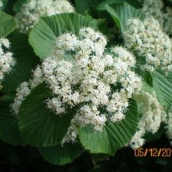 Viburnum Dilatatum 'asian Beauty' - View 22 from www redcrocus com