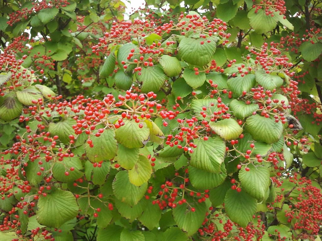 Viburnum Dilatatum 'asian Beauty' - View 23 from www redcrocus com