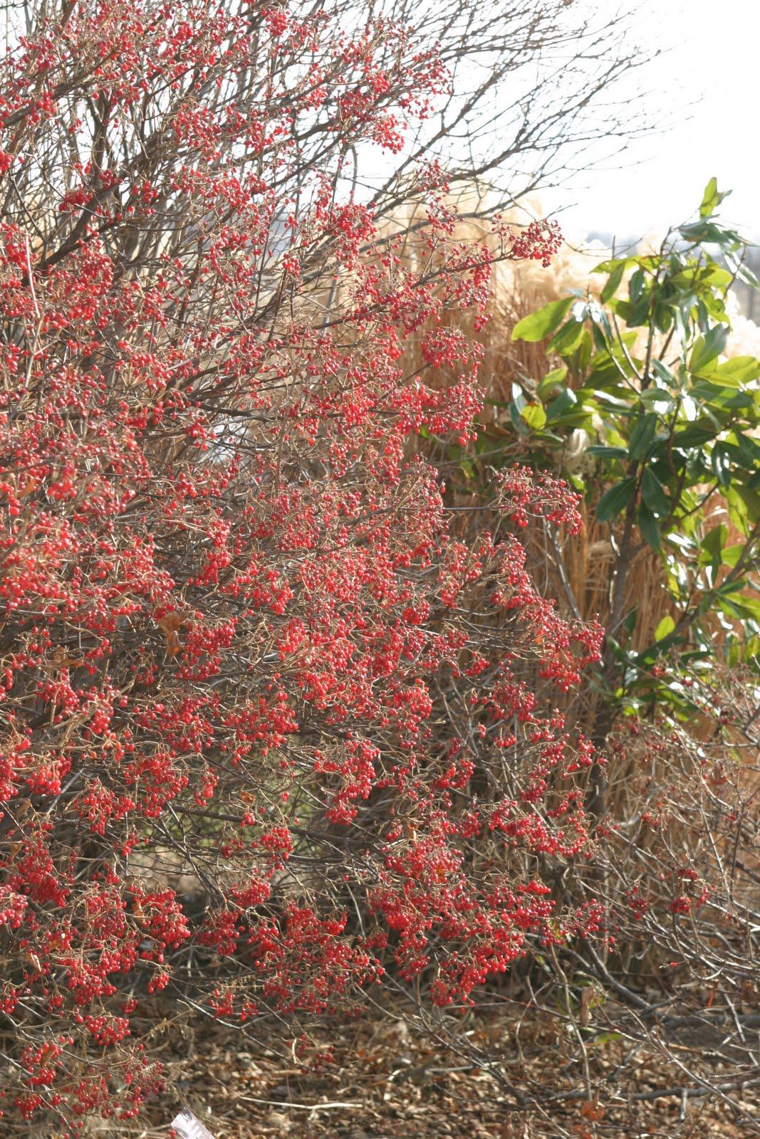 Viburnum Dilatatum 'asian Beauty' - View 25 from www redcrocus com