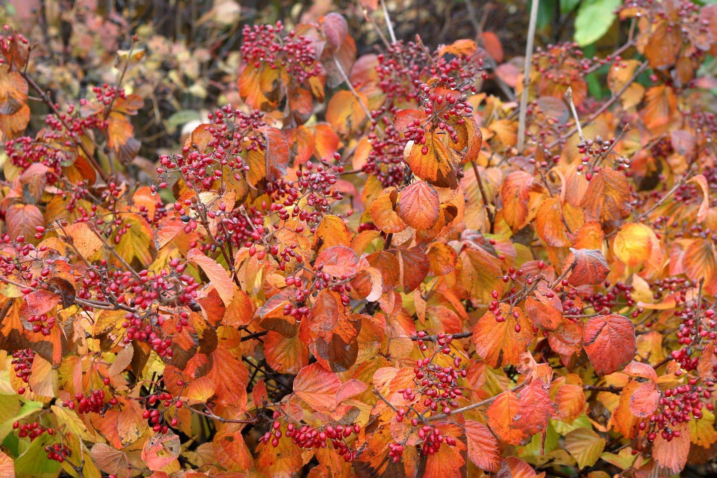 Viburnum Dilatatum 'asian Beauty' - View 28 from www redcrocus com