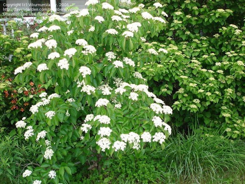 Viburnum Dilatatum 'asian Beauty' - View 29 from www redcrocus com
