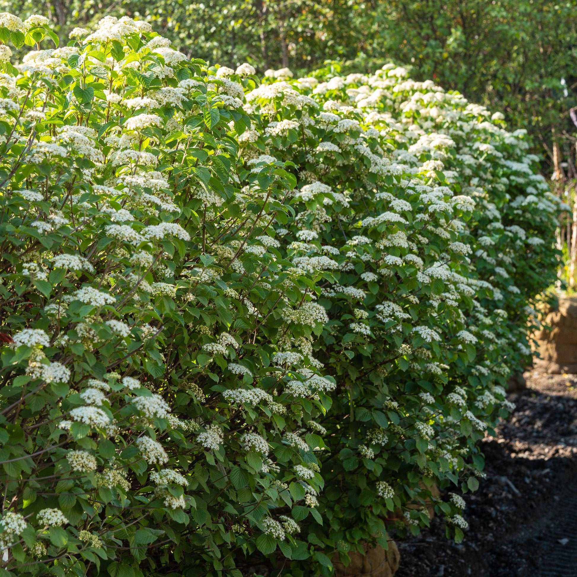 Viburnum Dilatatum 'asian Beauty' - View 2 from www redcrocus com