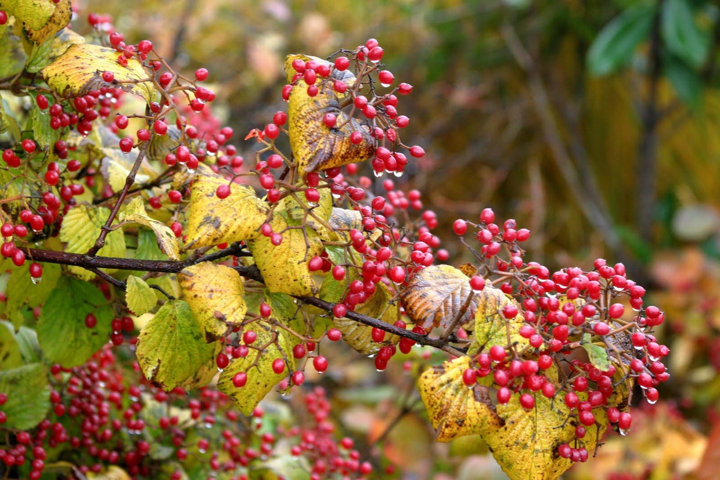 Viburnum Dilatatum 'asian Beauty' - View 30 from www redcrocus com