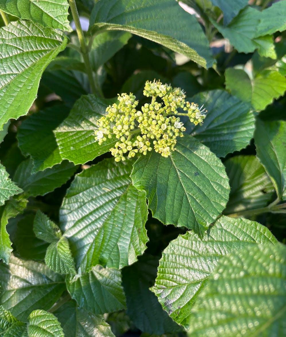 Viburnum Dilatatum 'asian Beauty' - View 4 from www redcrocus com