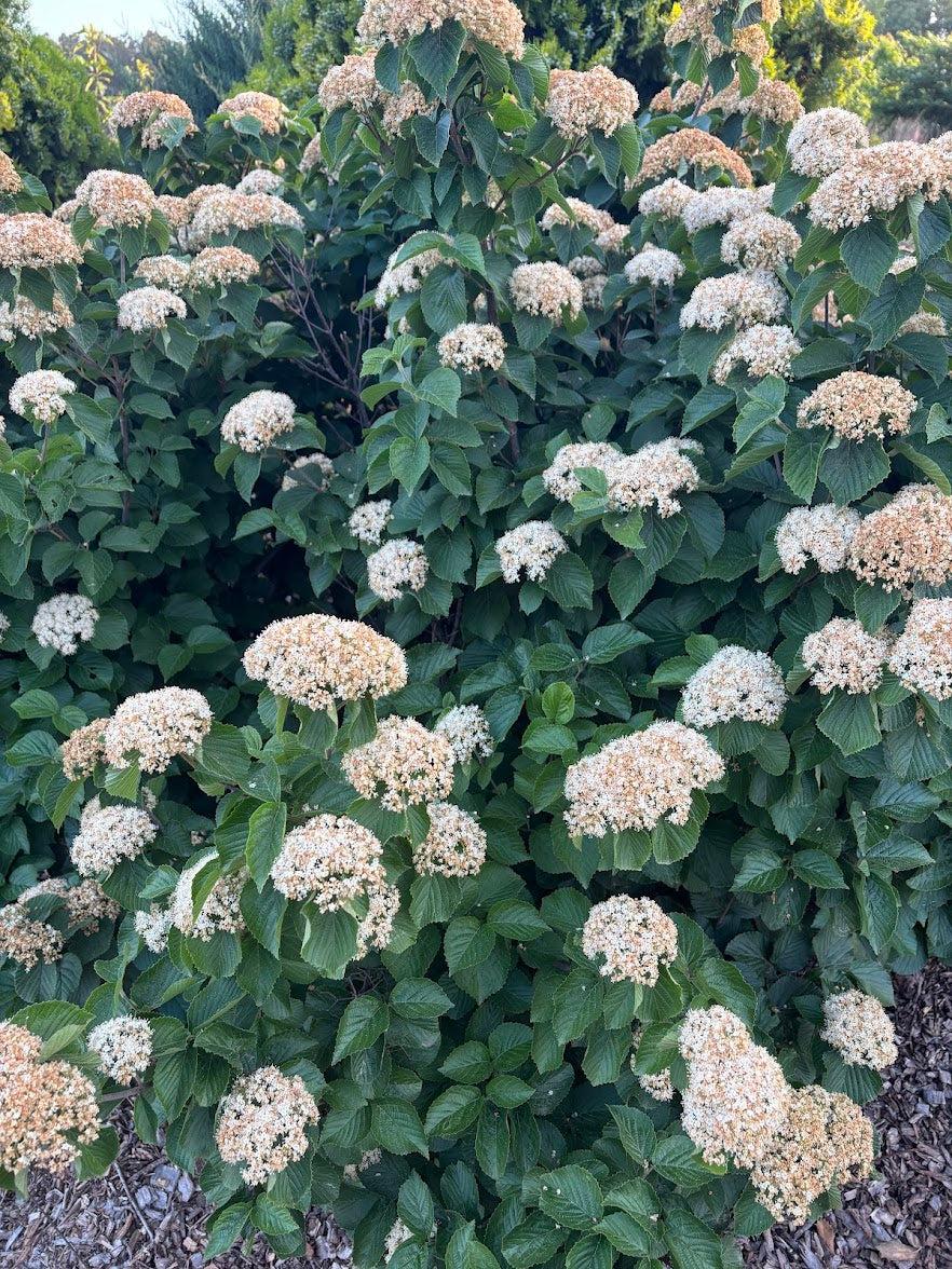 Viburnum Dilatatum 'asian Beauty' - View 6 from www redcrocus com
