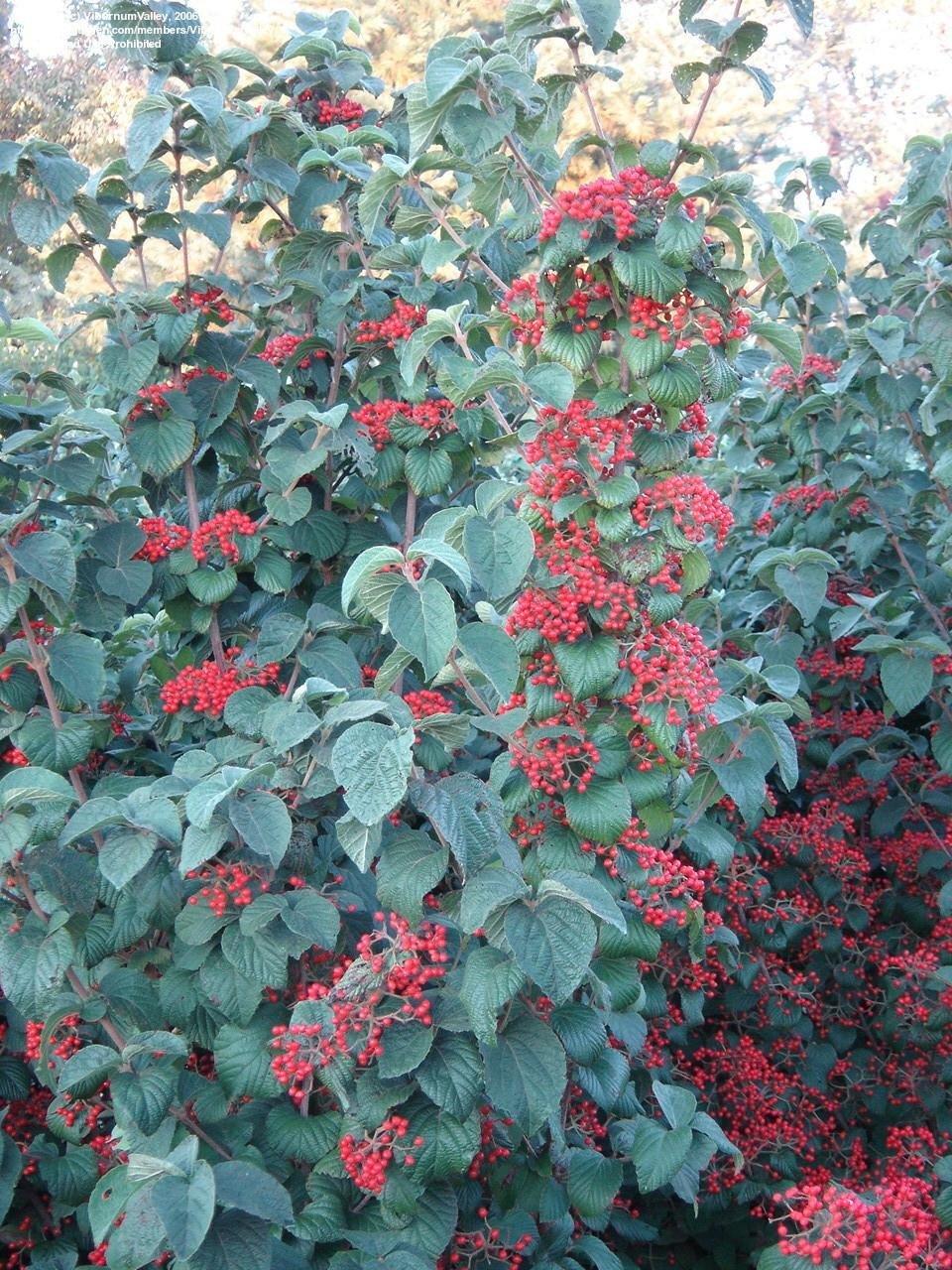 Viburnum Dilatatum 'asian Beauty' - View 8 from www redcrocus com