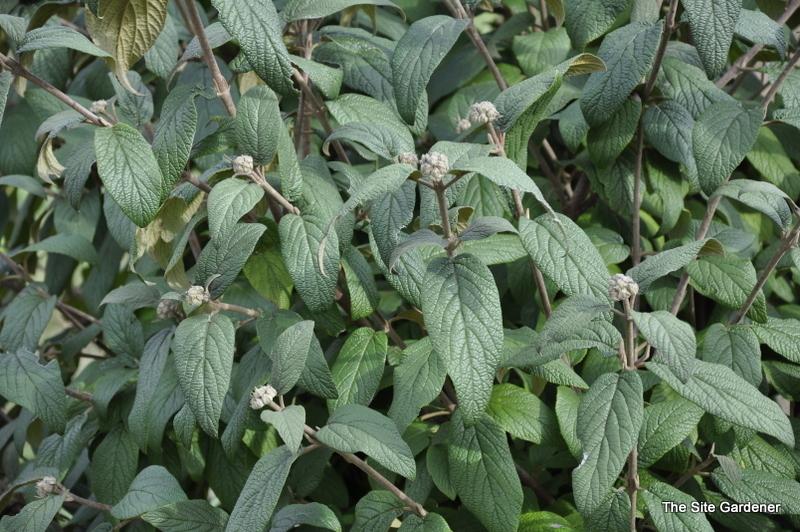 Viburnum Rhytidophylloides - View 14 from www redcrocus com