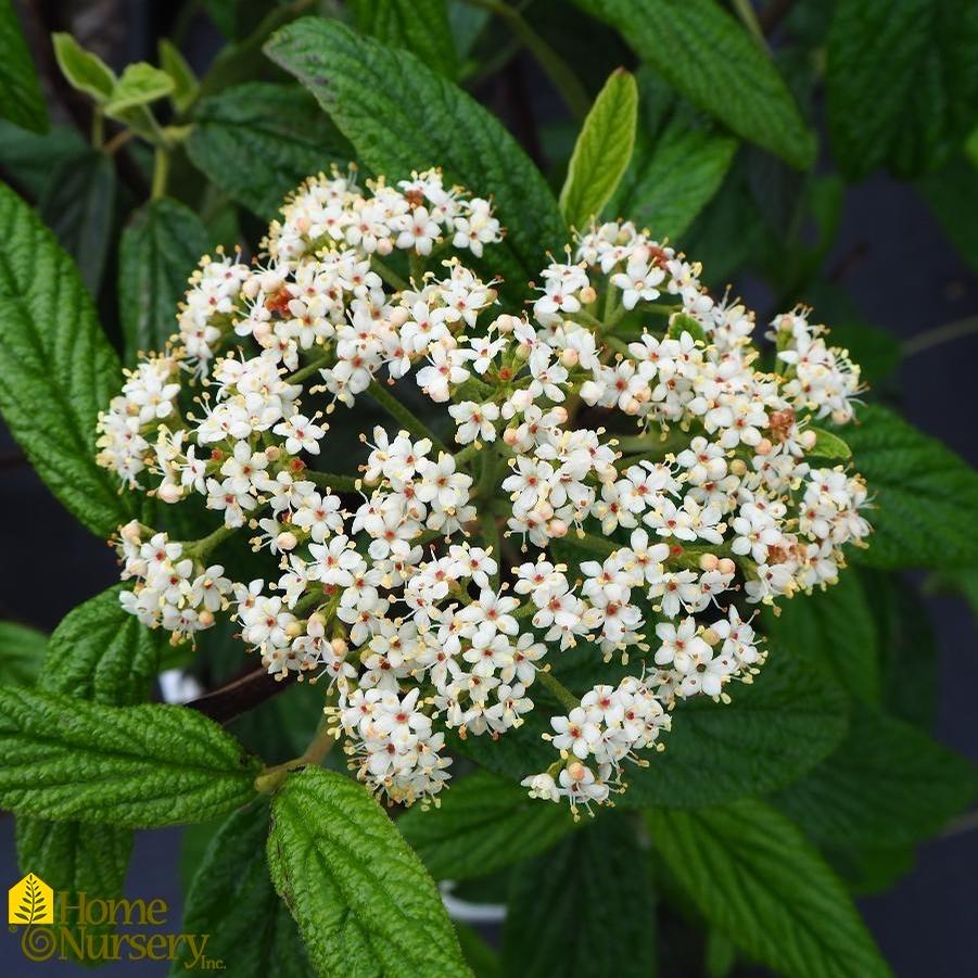 Viburnum Rhytidophylloides - View 16 from www redcrocus com