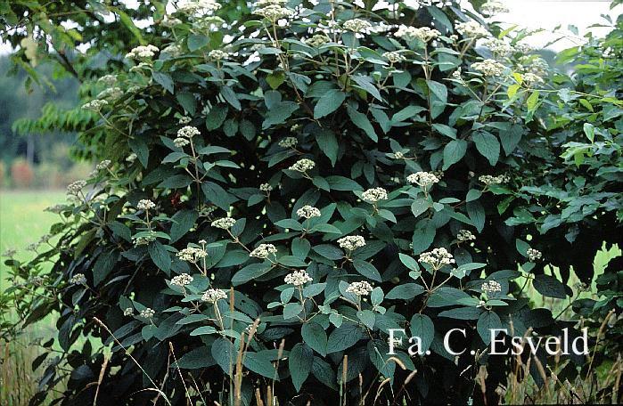 Viburnum Rhytidophylloides - View 19 from www redcrocus com