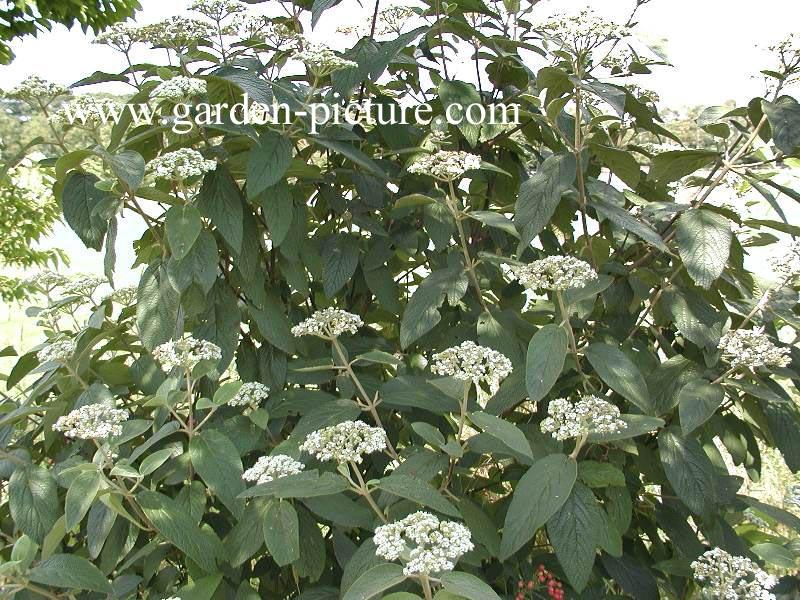 Viburnum Rhytidophylloides - View 23 from www redcrocus com