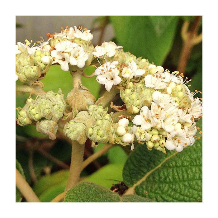 Viburnum Rhytidophylloides - View 35 from www redcrocus com