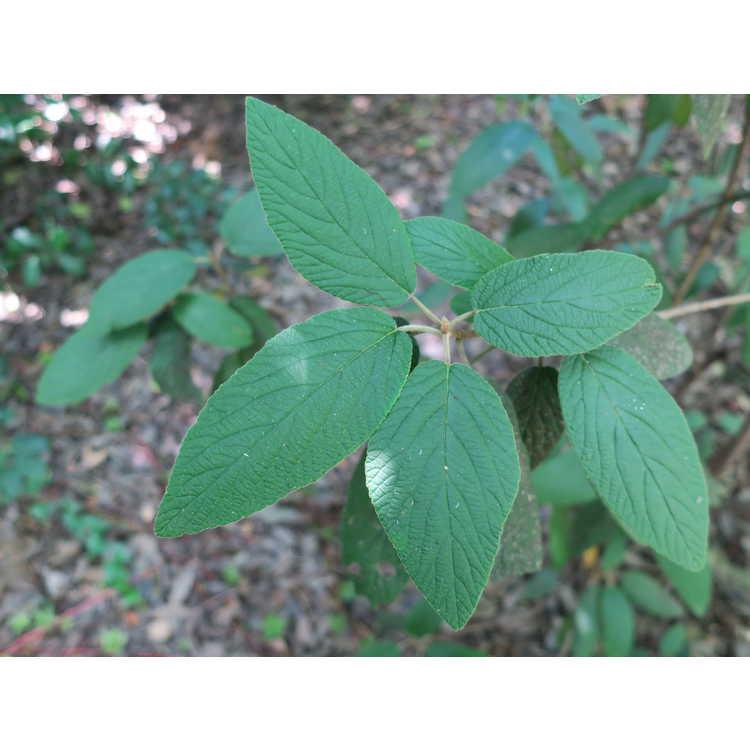 Viburnum Rhytidophylloides - View 36 from www redcrocus com