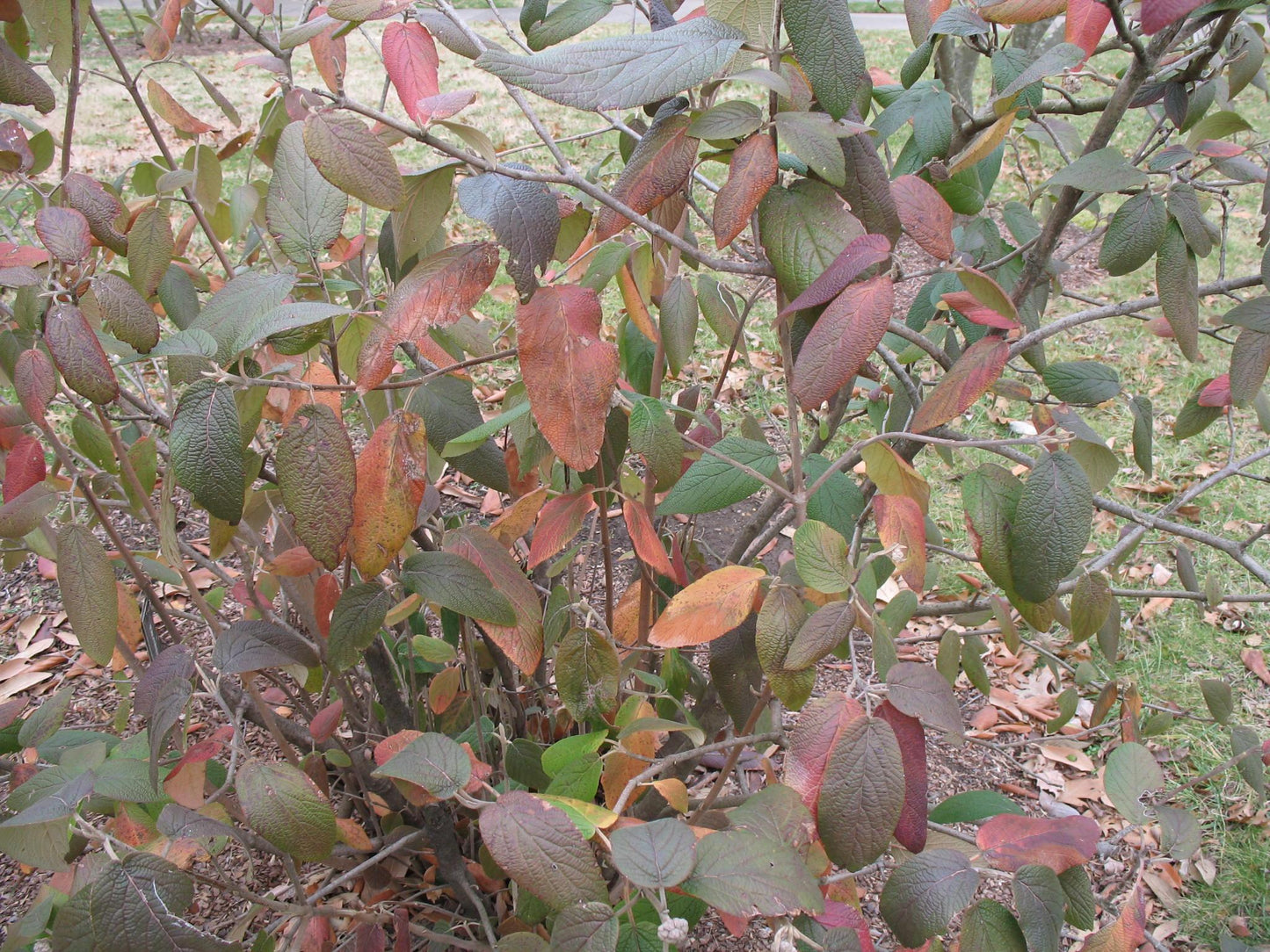 Viburnum Rhytidophylloides - View 37 from www redcrocus com