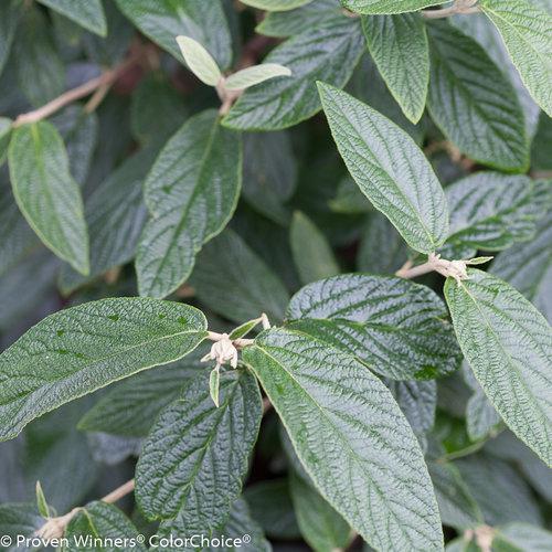 Viburnum Rhytidophylloides - View 3 from www redcrocus com