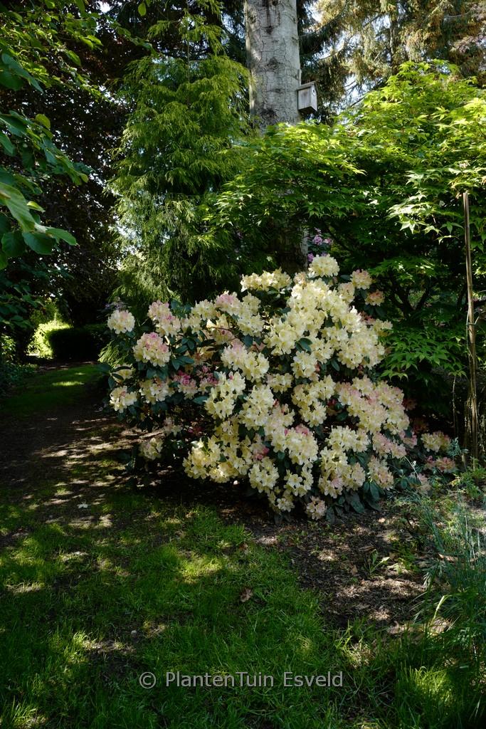 Rhododendron 'dreamland' - View 10 from www redcrocus com