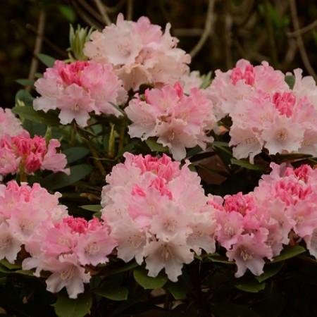Rhododendron 'dreamland' - View 14 from www redcrocus com