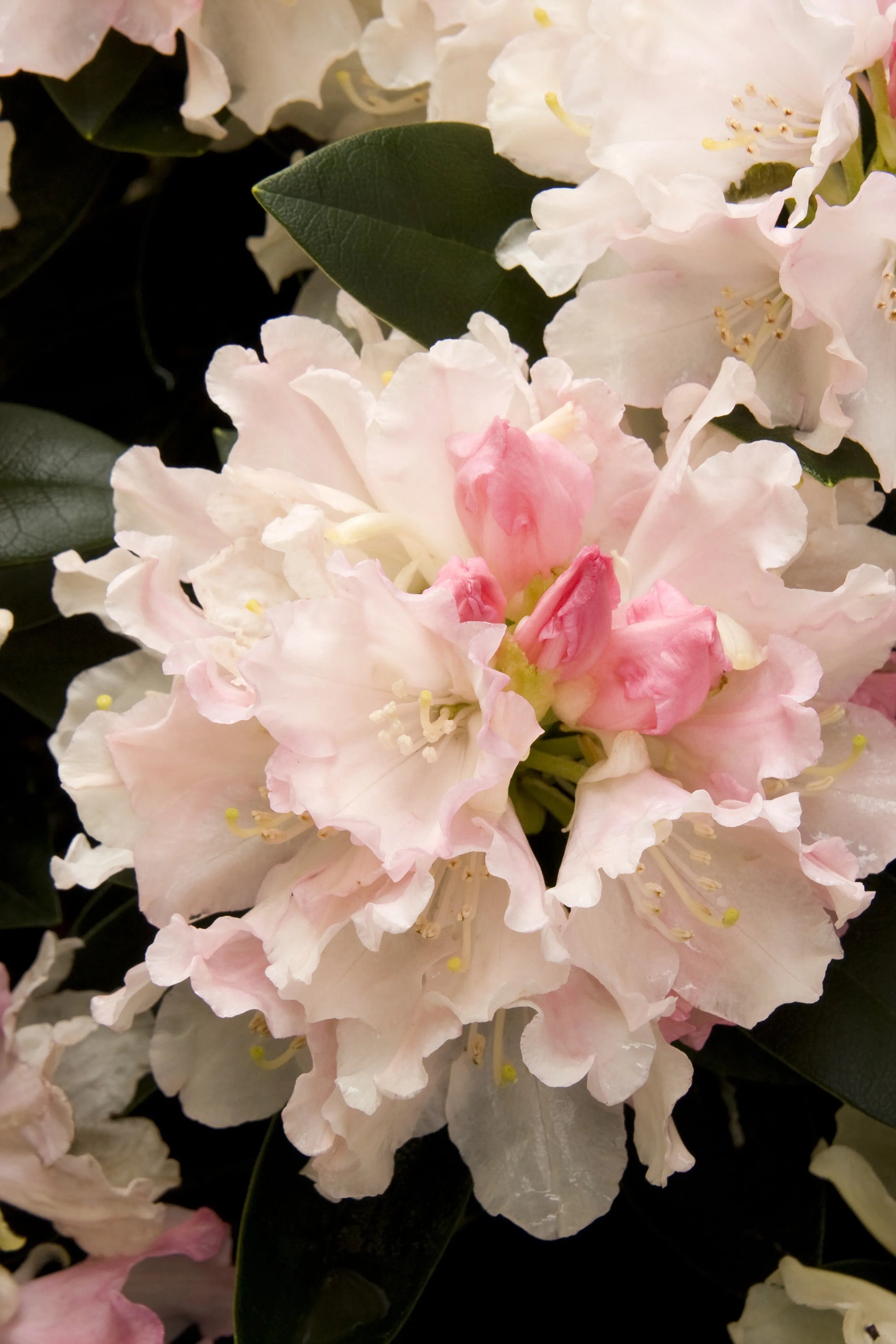 Rhododendron 'dreamland' - View 16 from www redcrocus com