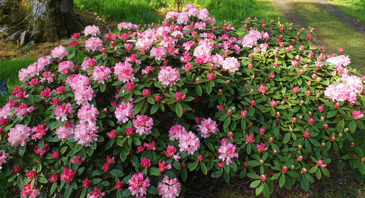 Rhododendron 'dreamland' - View 17 from www redcrocus com