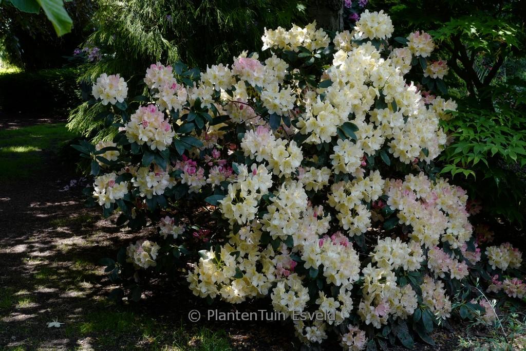 Rhododendron 'dreamland' - View 20 from www redcrocus com