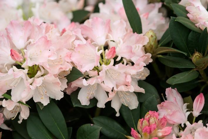 Rhododendron 'dreamland' - View 21 from www redcrocus com