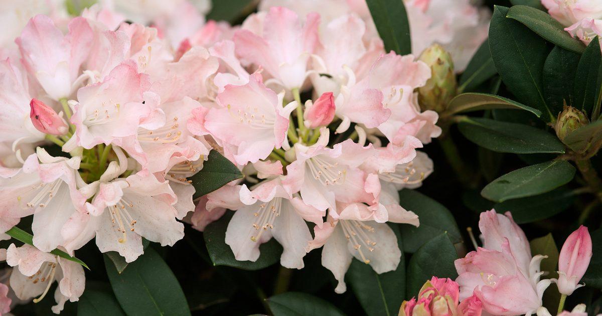 Rhododendron 'dreamland' - View 24 from www redcrocus com