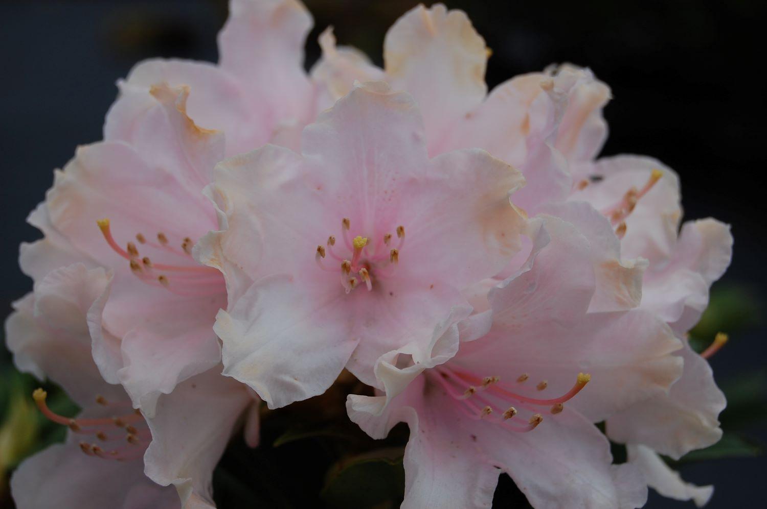 Rhododendron 'dreamland' - View 25 from www redcrocus com