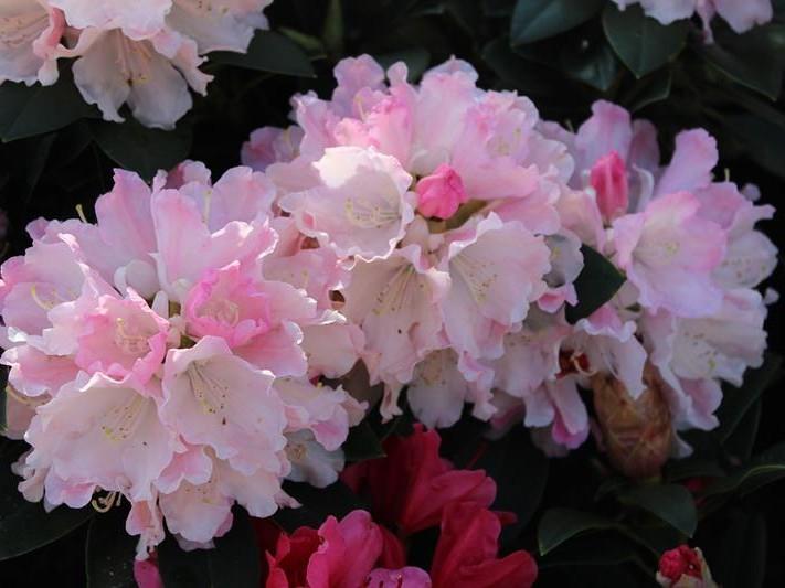 Rhododendron 'dreamland' - View 26 from www redcrocus com