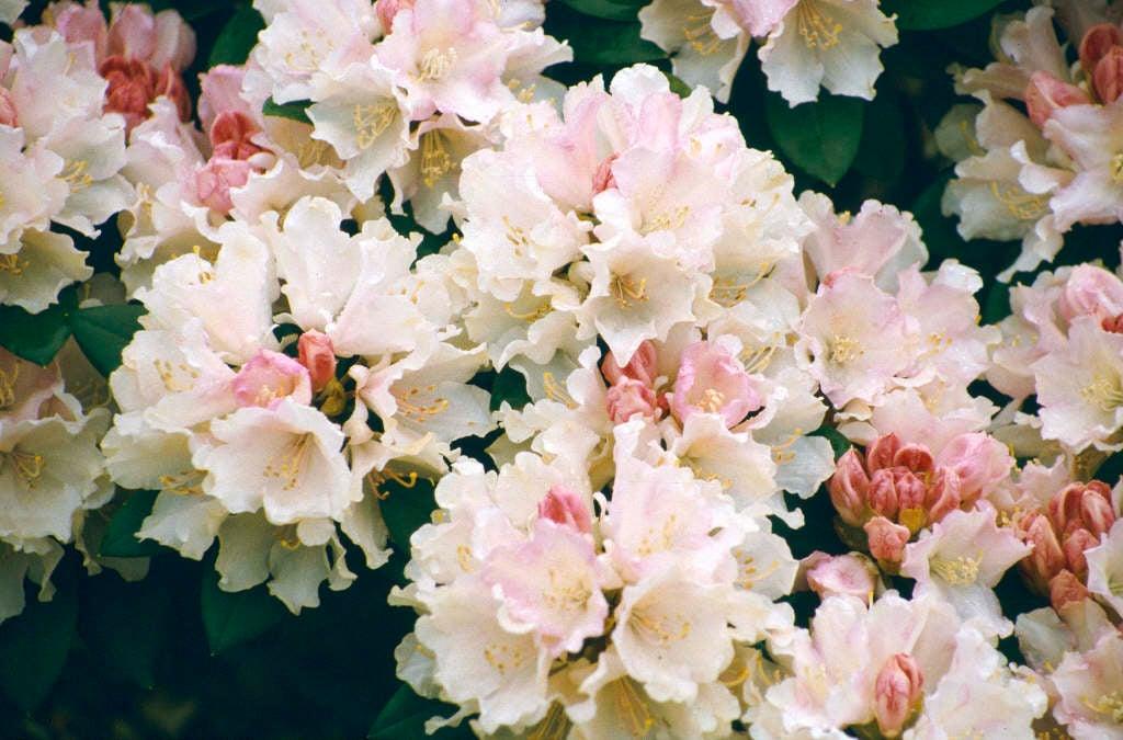 Rhododendron 'dreamland' - View 27 from www redcrocus com