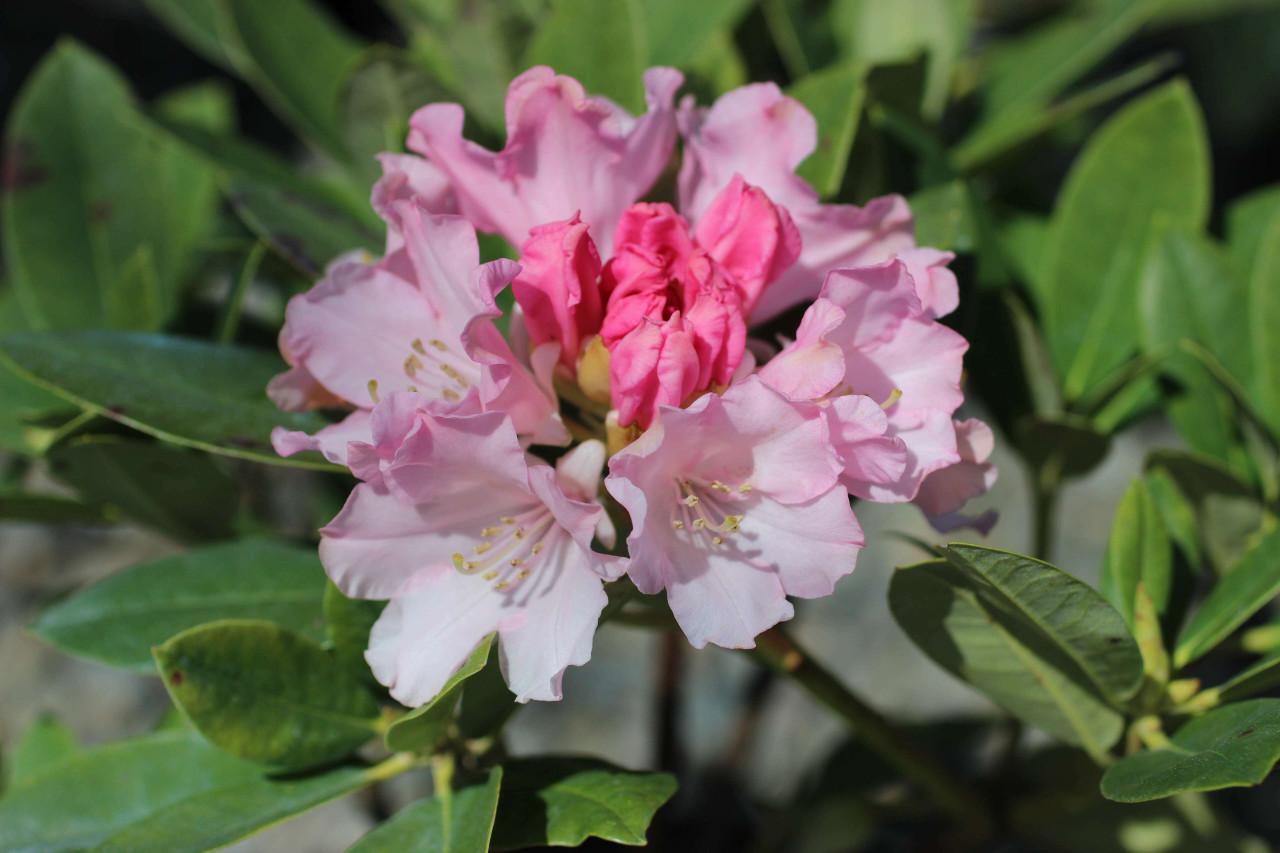 Rhododendron 'dreamland' - View 28 from www redcrocus com