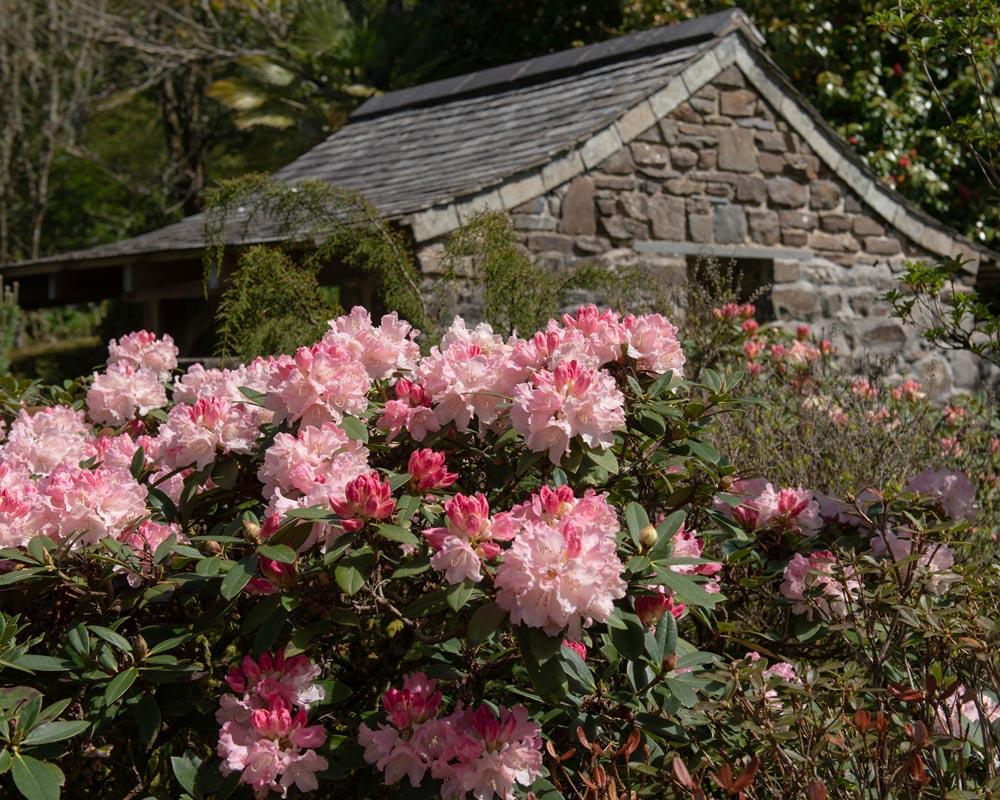 Rhododendron 'dreamland' - View 31 from www redcrocus com