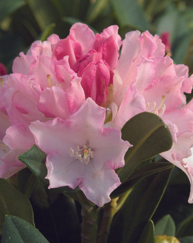 Rhododendron 'dreamland' - View 33 from www redcrocus com