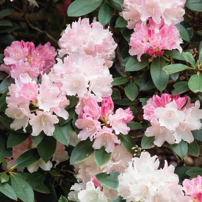 Rhododendron 'dreamland' - View 34 from www redcrocus com