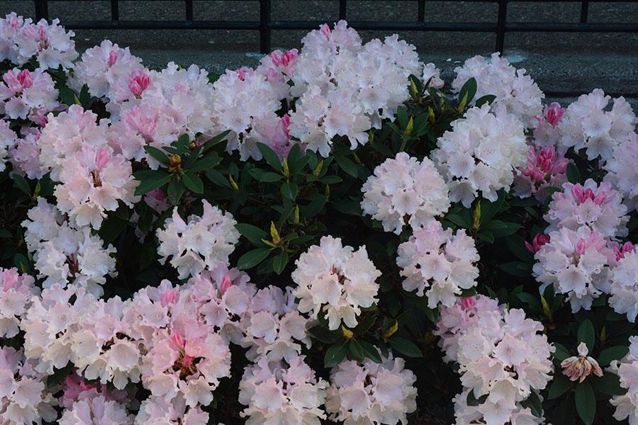Rhododendron 'dreamland' - View 5 from www redcrocus com