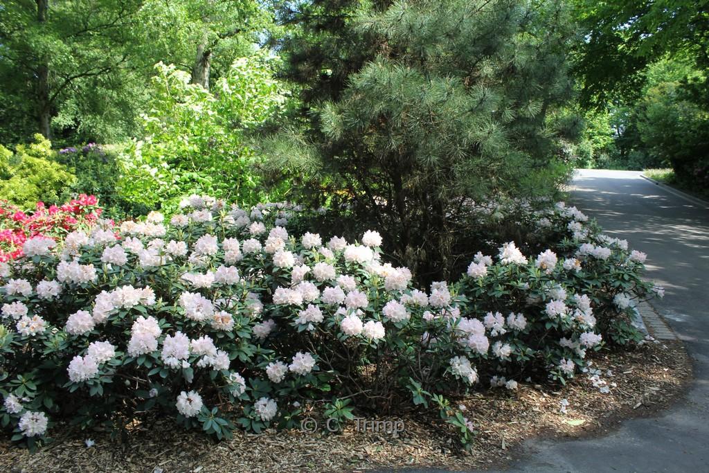 Rhododendron 'dreamland' - View 7 from www redcrocus com