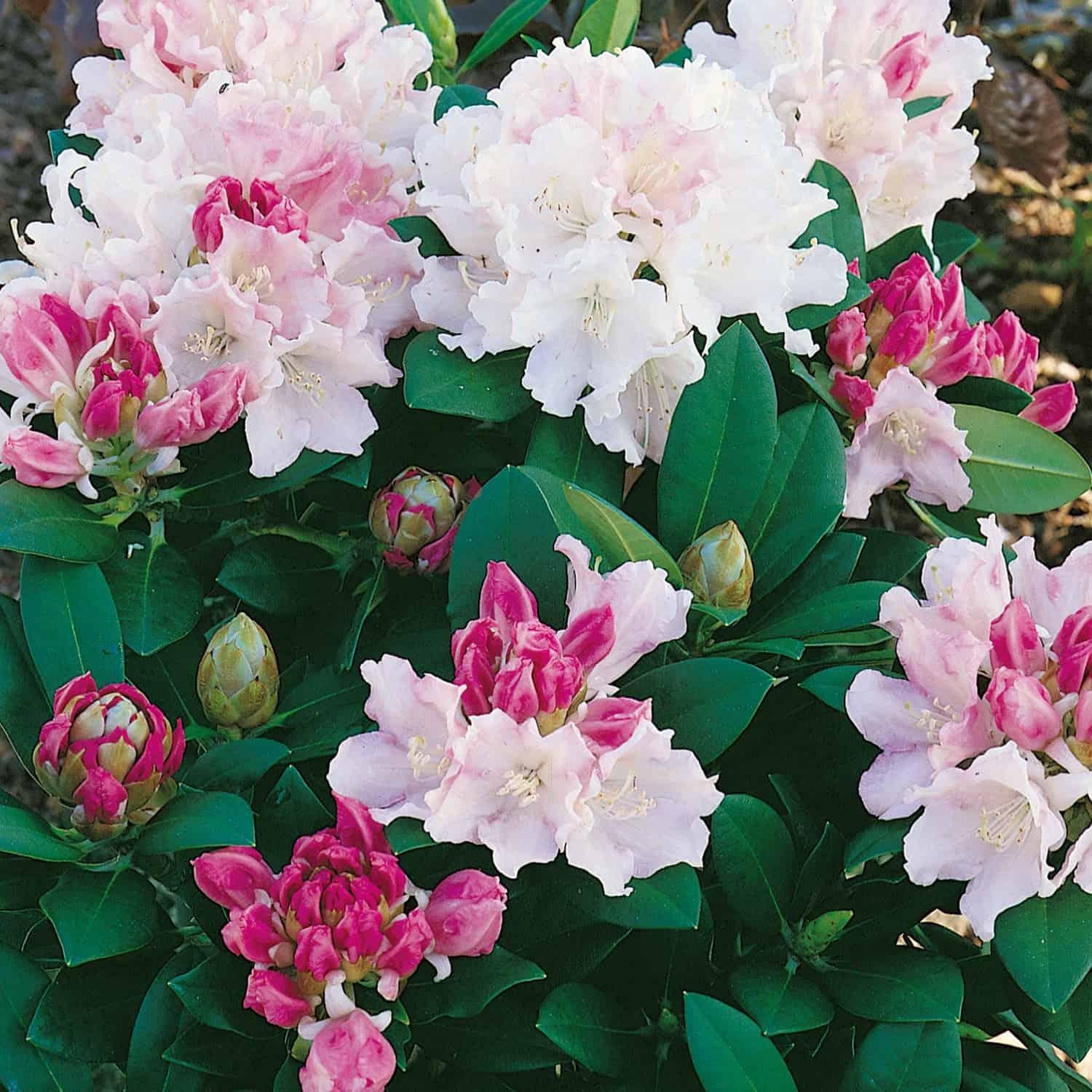 Rhododendron 'dreamland' - View 8 from www redcrocus com