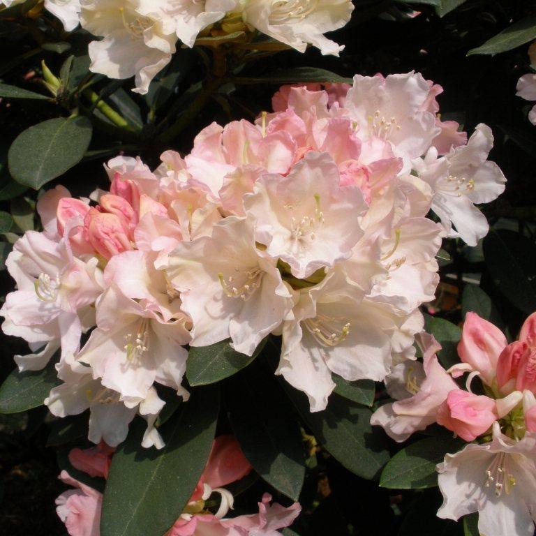 Rhododendron 'dreamland' - View 12 from www redcrocus com
