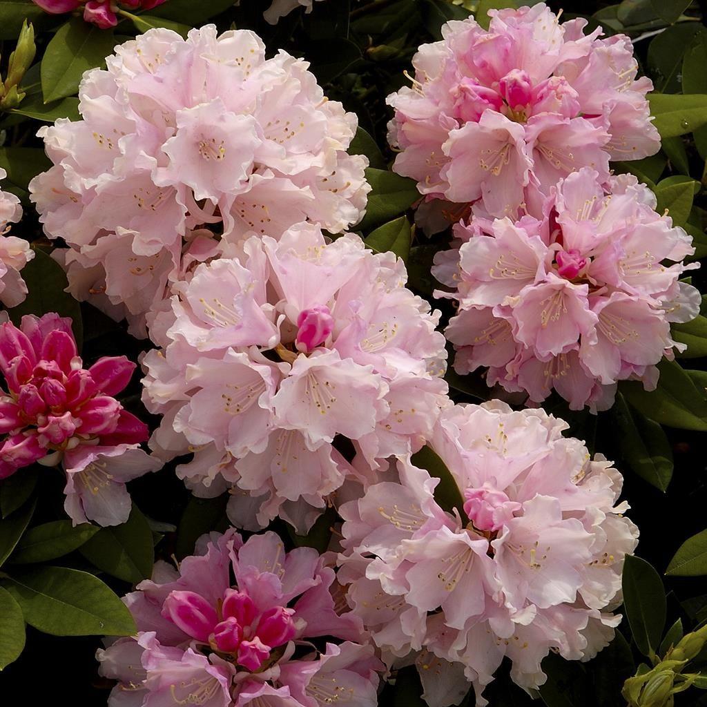 Rhododendron 'dreamland' - View 16 from www redcrocus com