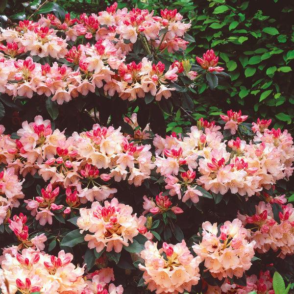 Rhododendron 'dreamland' - View 17 from www redcrocus com