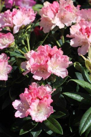 Rhododendron 'dreamland' - View 21 from www redcrocus com