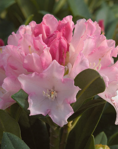 Rhododendron 'dreamland' - View 27 from www redcrocus com