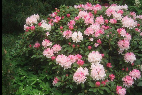 Rhododendron 'dreamland' - View 2 from www redcrocus com