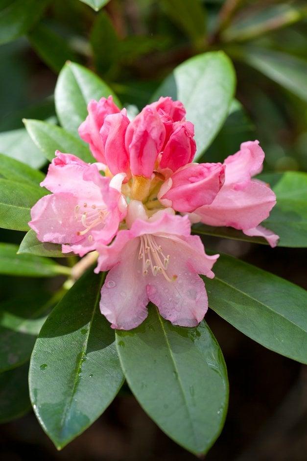 Rhododendron 'dreamland' - View 35 from www redcrocus com