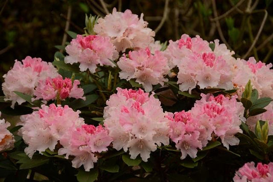 Rhododendron 'dreamland' - View 6 from www redcrocus com