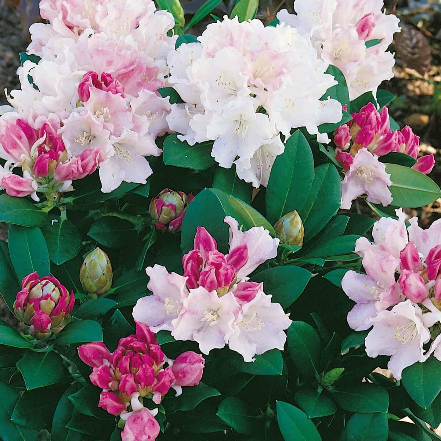 Rhododendron 'dreamland' - View 8 from www redcrocus com