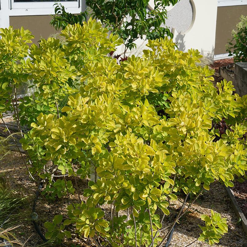 Cotinus Coggygria 'winecraft Gold' - View 15 from www redcrocus com