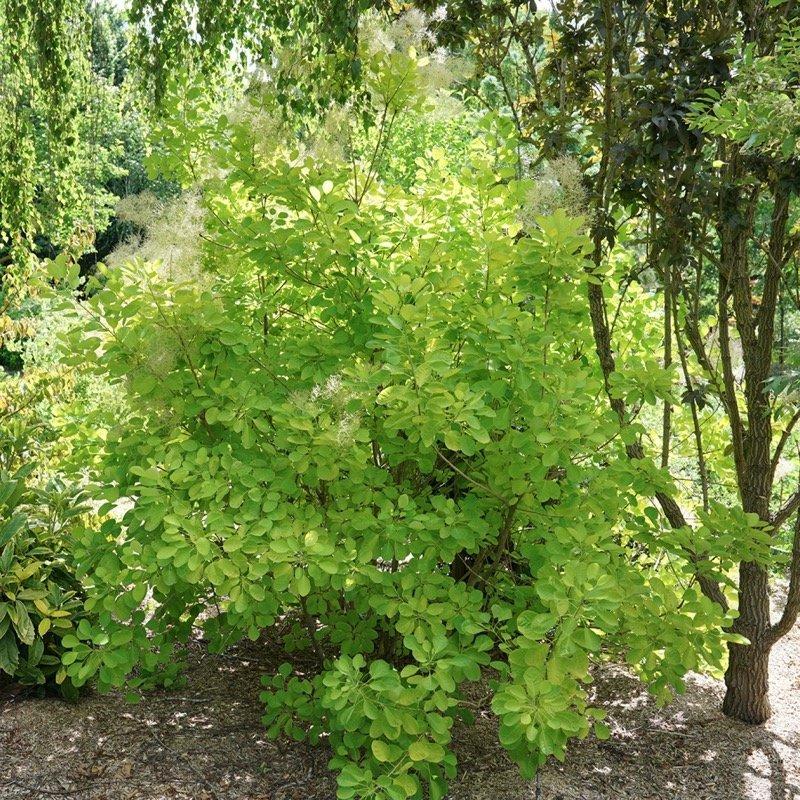 Cotinus Coggygria 'winecraft Gold' - View 20 from www redcrocus com