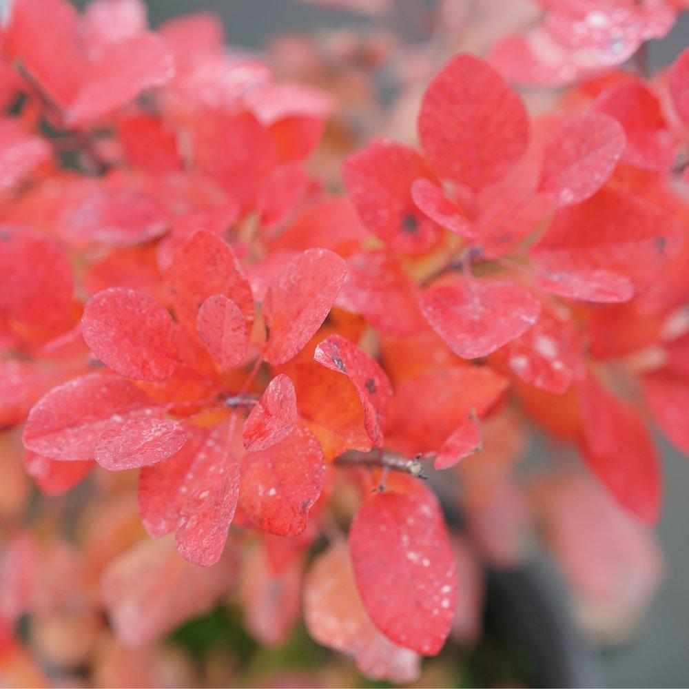 Cotinus Coggygria 'winecraft Gold' - View 29 from www redcrocus com